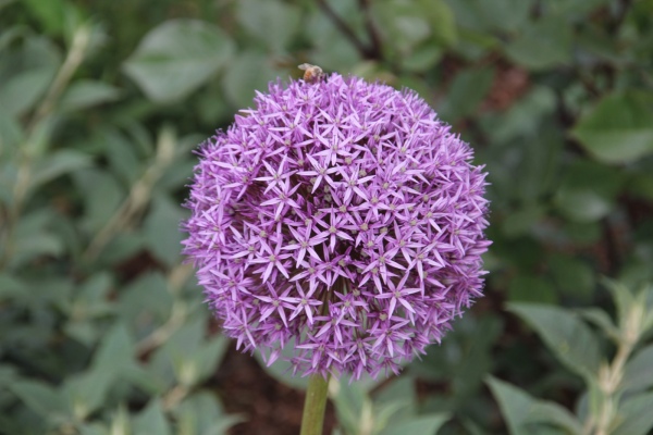 Landesgartenschau   082.jpg